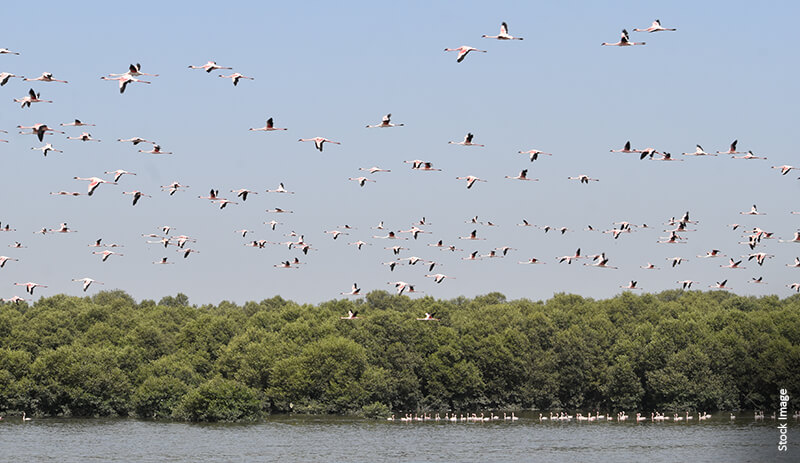 Thane Creek Flamingo Sanctuary | Location, Timing, Fees