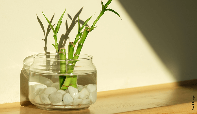 Feng Shui Plants for Home: Lucky Bamboo, Money Tree & Mor